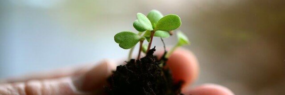 roślina w dłoniach