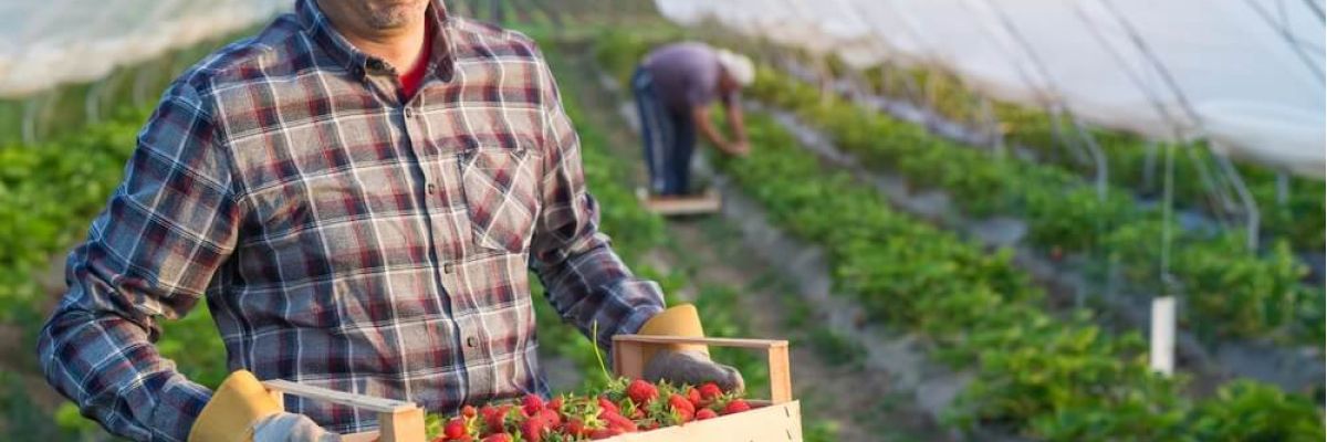 uśmiechnięty mężczyzna ze skrzynką z truskawkami