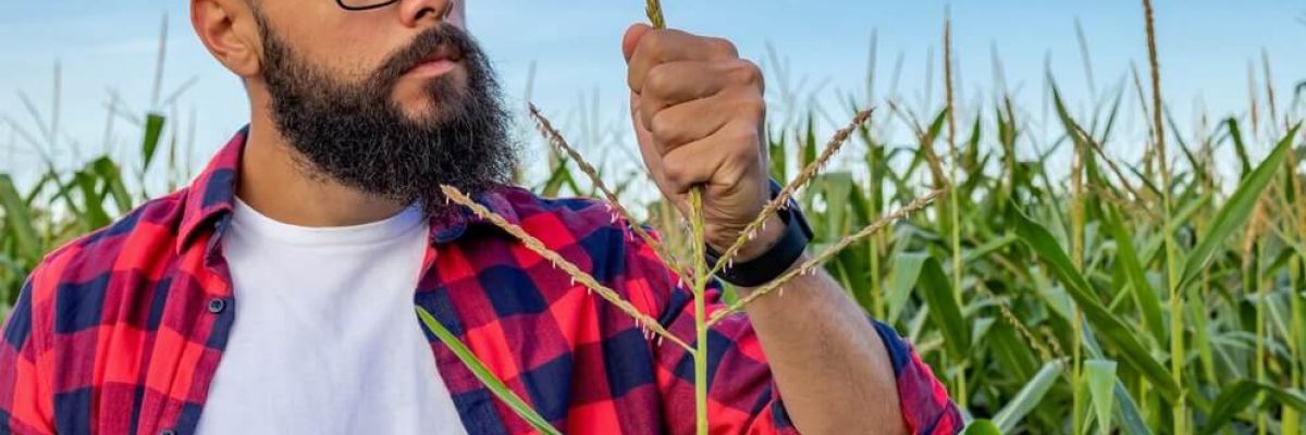 mężczyzna w okularach na polu kukurydzy